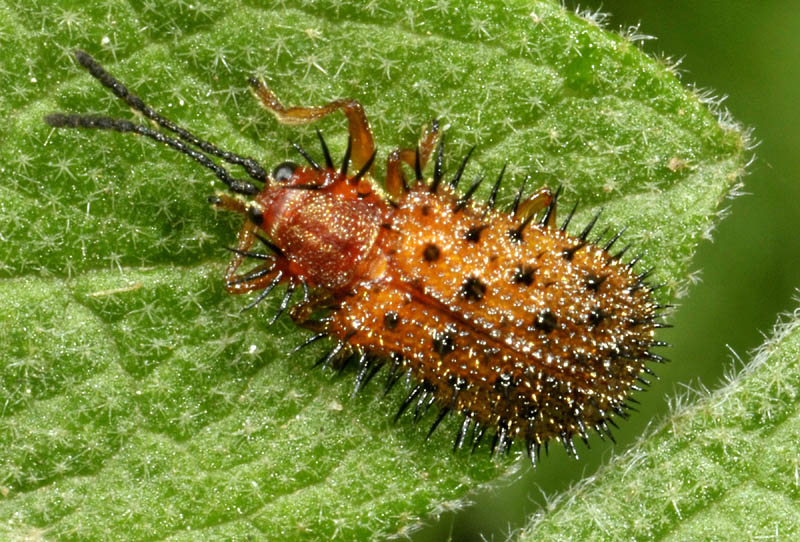 Chrysomelidae Cassidinae: Dicladispa testacea